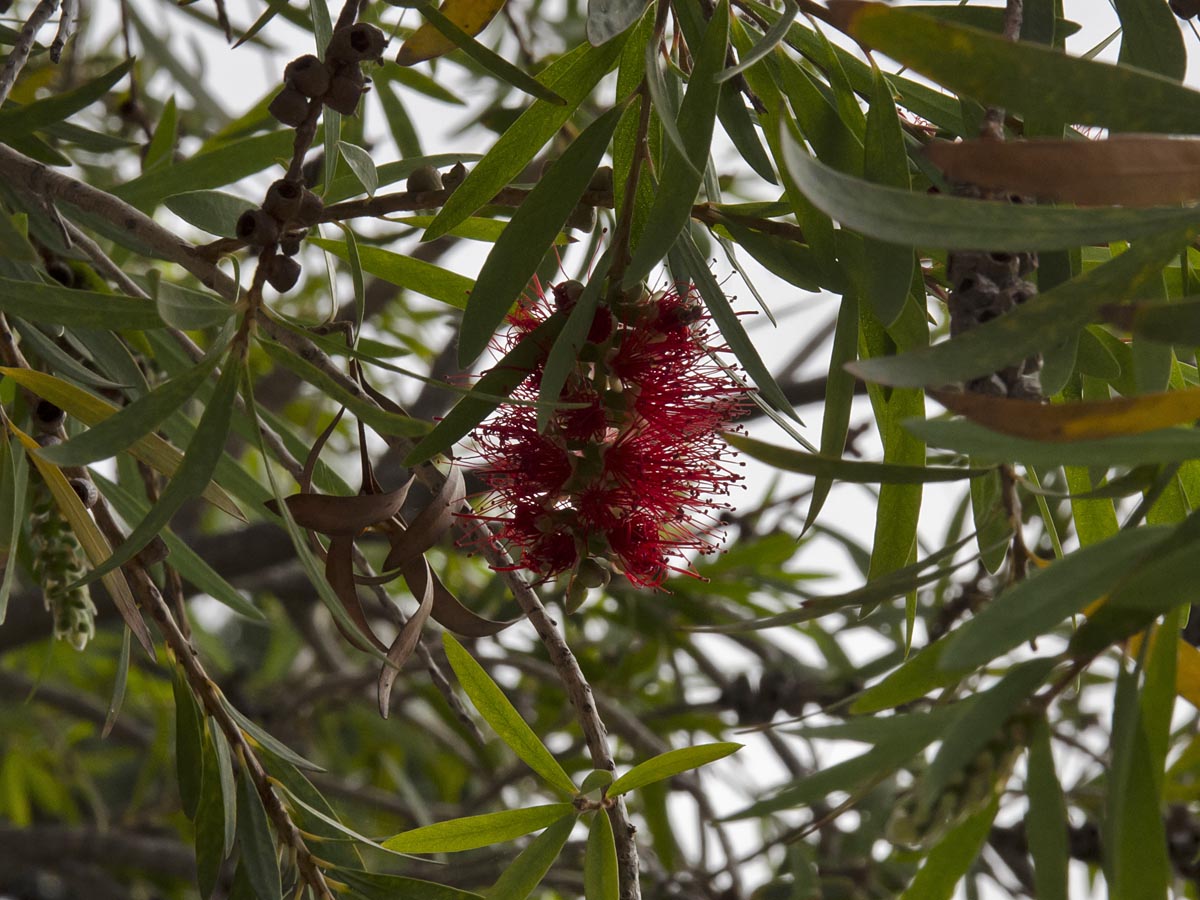 Callistemon viminalis